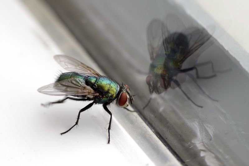 Fruit Fly Extermination in Mckinney, TX