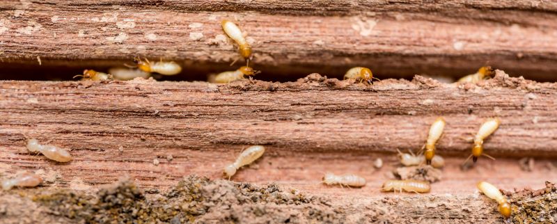 Termite Fumigation in Frisco, TX